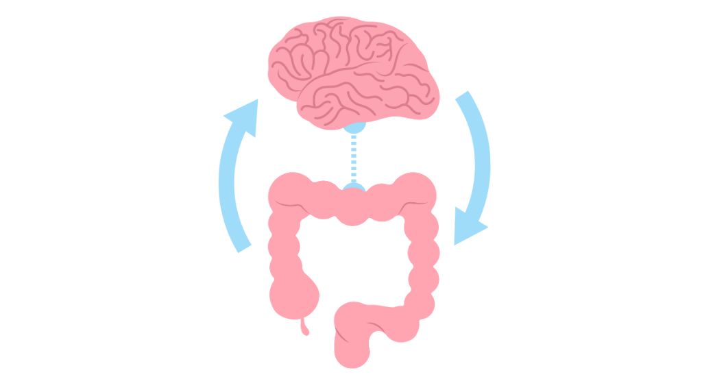 bei der Darm-Hirn-Achse läuft die Kommunikation sowohl von Hirn an Darm als auch von Darm an Hirn